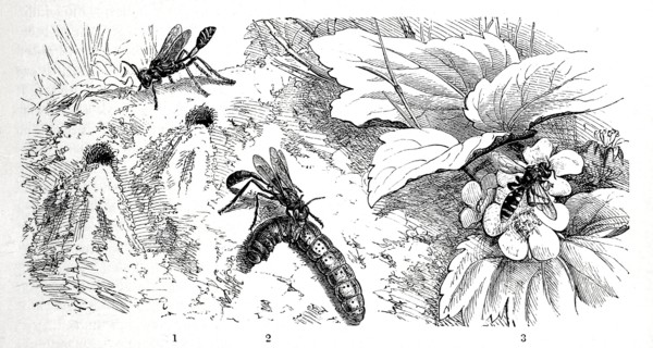 Insects