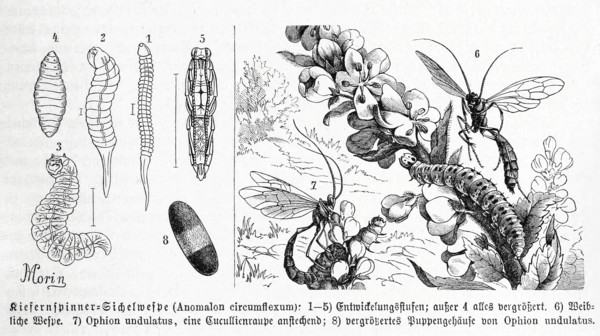 Insects