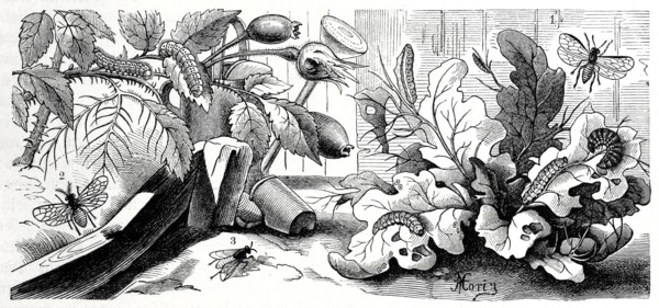 Insects