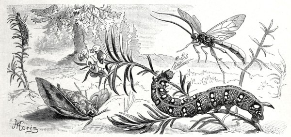 Insects