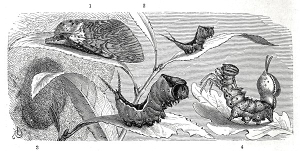 Insects