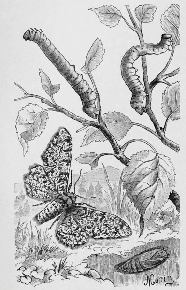 Insects