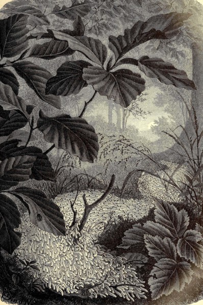 Insects