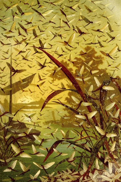 Insects