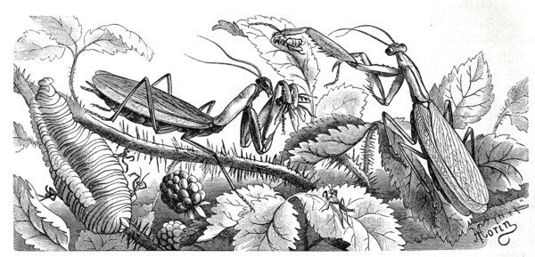 Insects