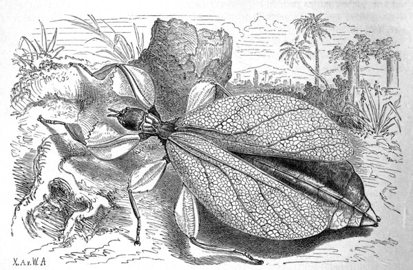 Insects