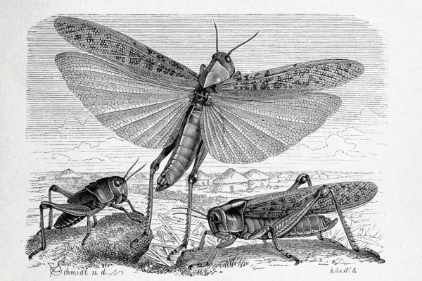 Insects