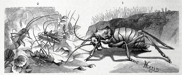 Insects