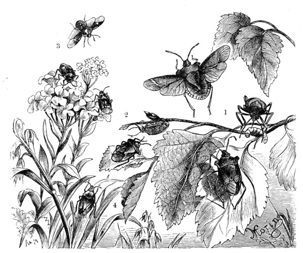 Insects