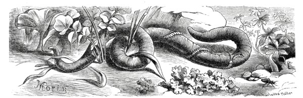Insects