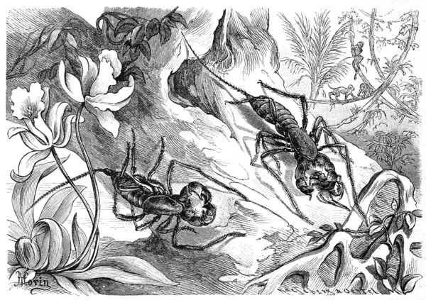 Insects