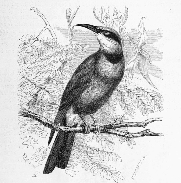 Bird