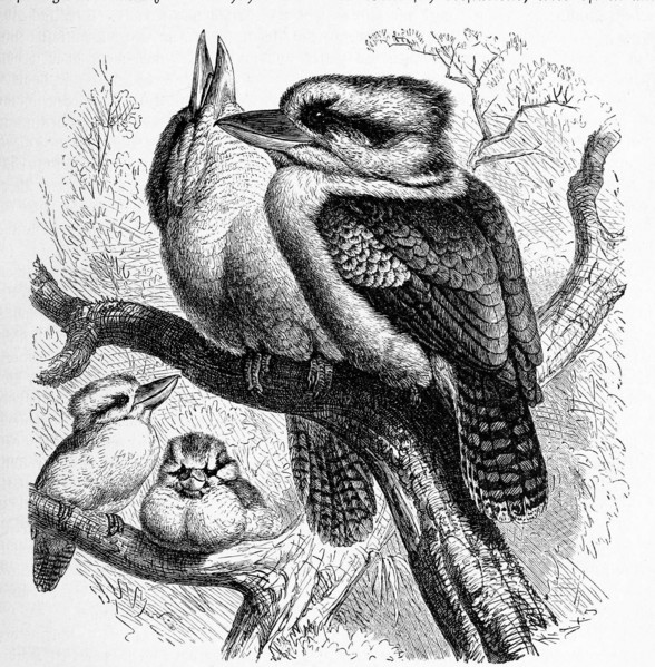 Bird