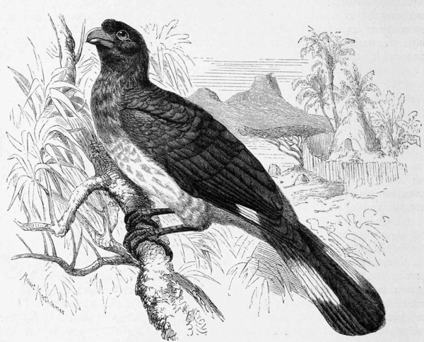 Bird