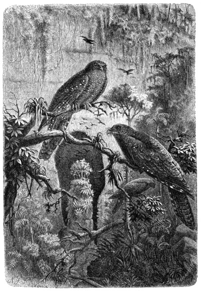 Bird
