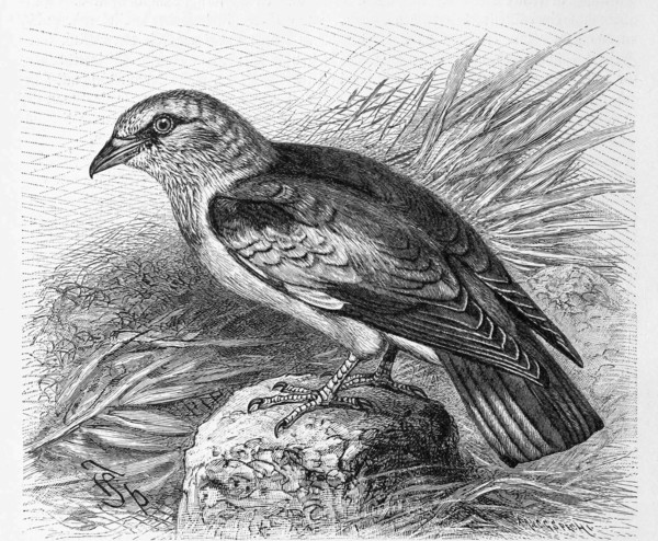 Bird