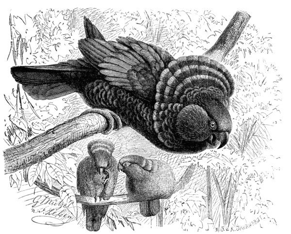 Bird