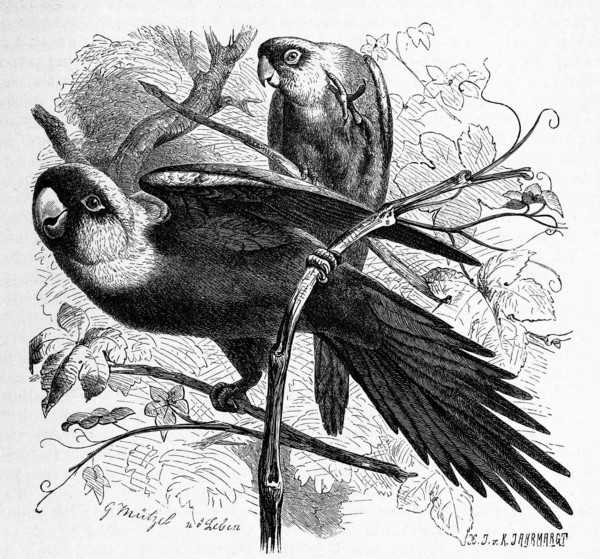 Bird