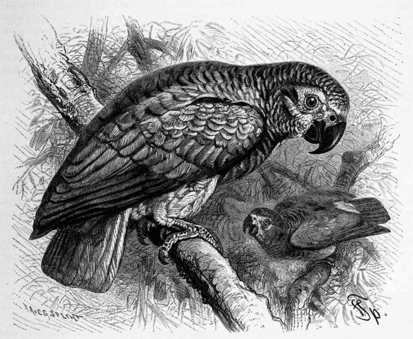 Bird