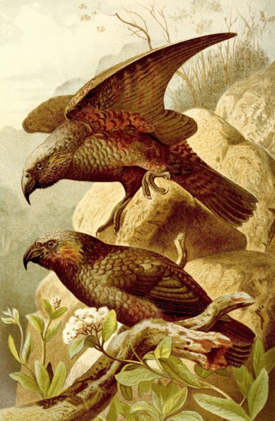Bird