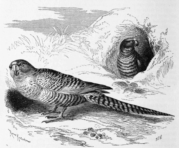Bird
