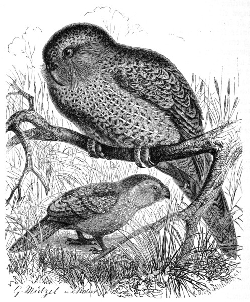 Bird