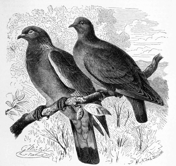 Bird