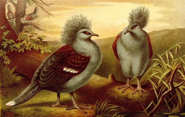 Bird