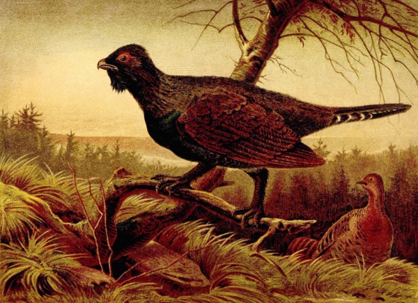 Bird