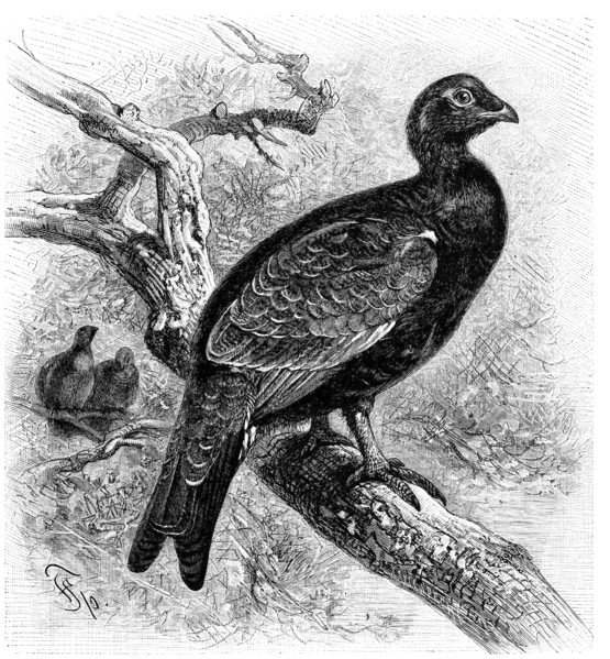Bird