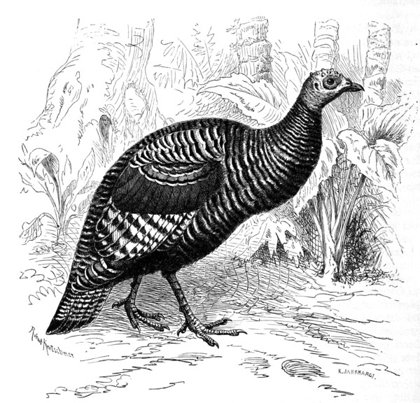 Bird