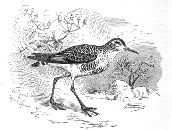 Bird