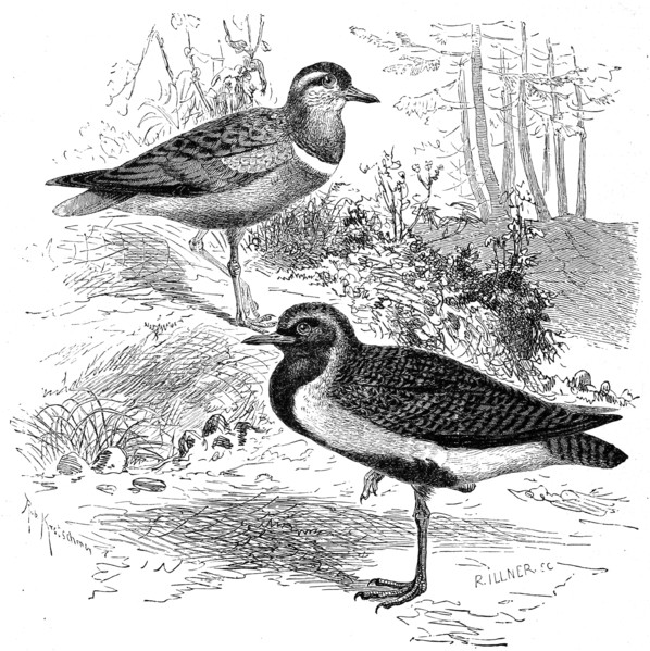 Bird