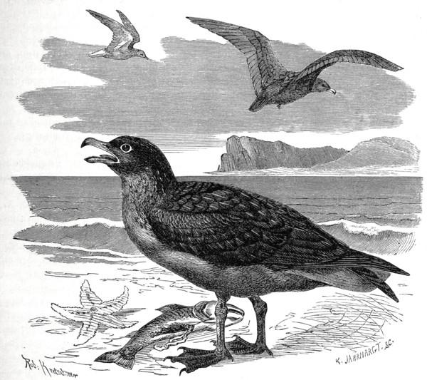 Bird