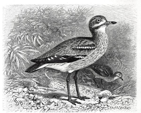 Bird