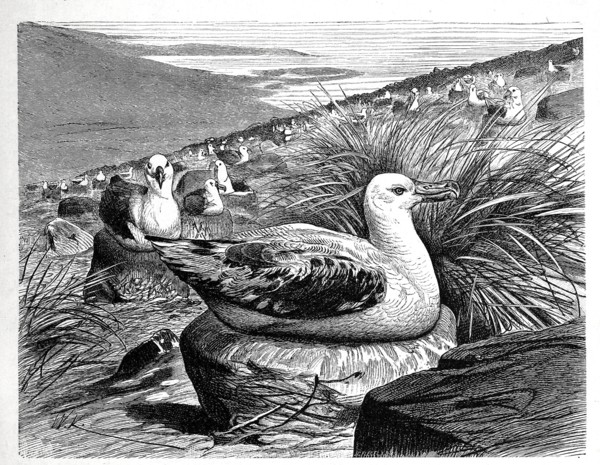 Bird