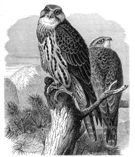 Bird