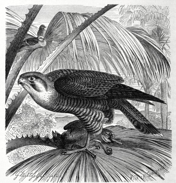 Bird