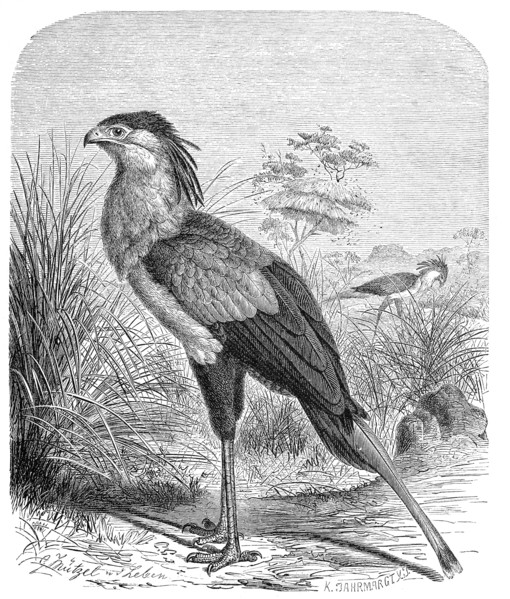 Bird