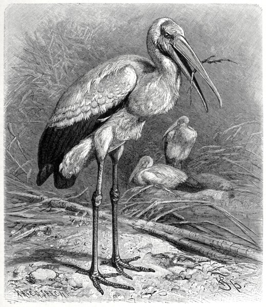 Bird
