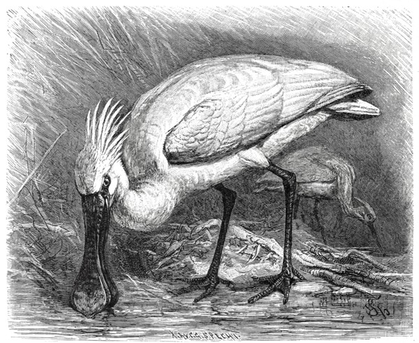 Bird