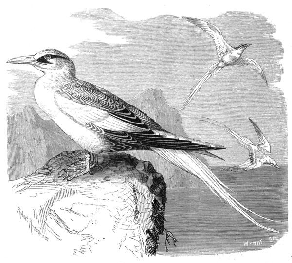 Bird