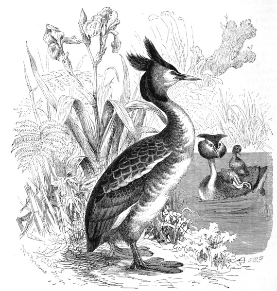 Bird
