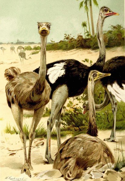 Bird