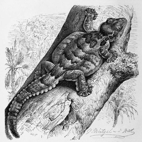Wrinkled Gecko