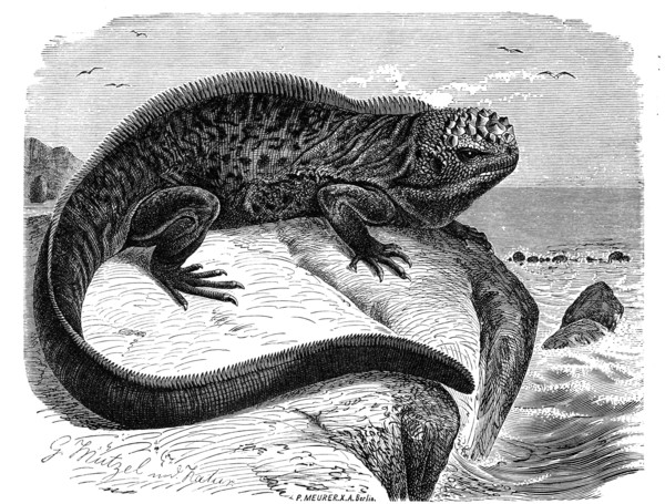 Marine Iguana