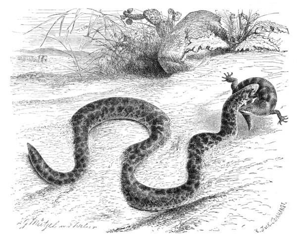 Reptiles