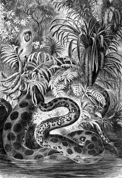 Reptiles