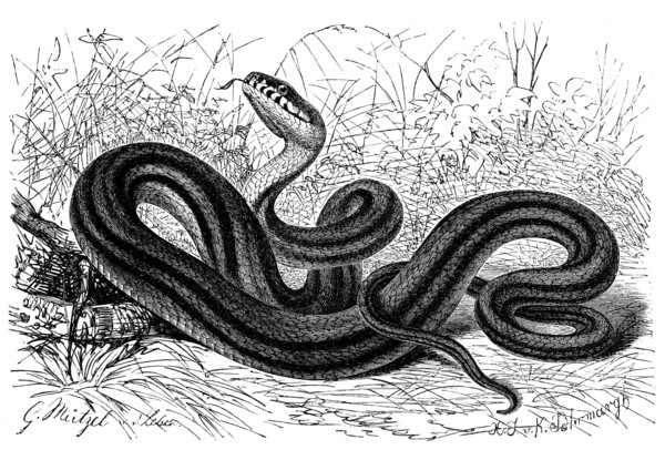 Reptiles