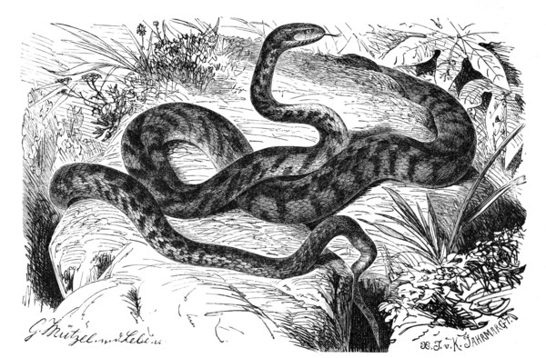 Reptiles